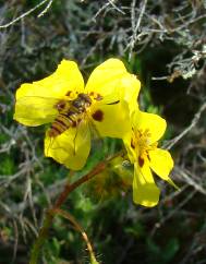 Tuberaria inconspicua