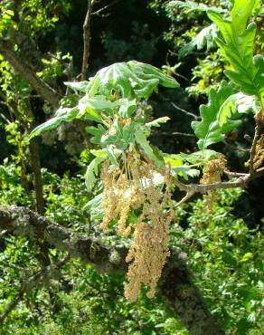 Fotografia 5 da espécie Quercus pyrenaica no Jardim Botânico UTAD