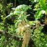 Fotografia 5 da espécie Quercus pyrenaica do Jardim Botânico UTAD