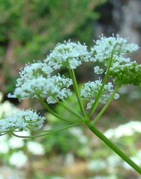 Fotografia 1 da espécie Conopodium pyrenaeum no Jardim Botânico UTAD