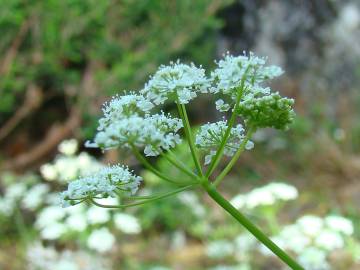 Fotografia da espécie Conopodium pyrenaeum