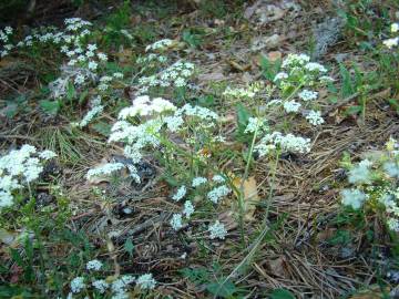 Fotografia da espécie Conopodium pyrenaeum