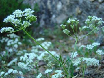 Fotografia da espécie Conopodium pyrenaeum