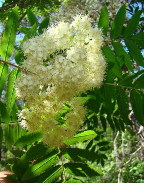 Fotografia 8 da espécie Sorbus aucuparia no Jardim Botânico UTAD