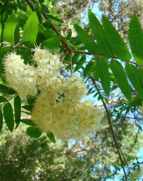 Fotografia 9 da espécie Sorbus aucuparia no Jardim Botânico UTAD