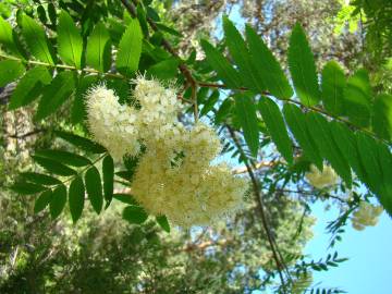 Fotografia da espécie Sorbus aucuparia