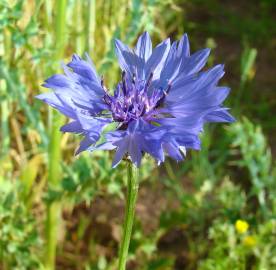 Fotografia da espécie Centaurea cyanus