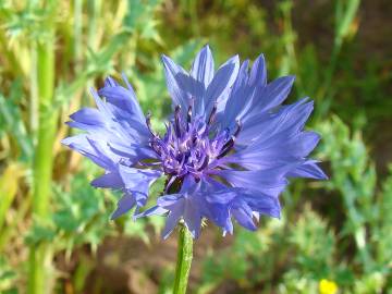 Fotografia da espécie Centaurea cyanus