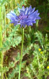 Fotografia da espécie Centaurea cyanus