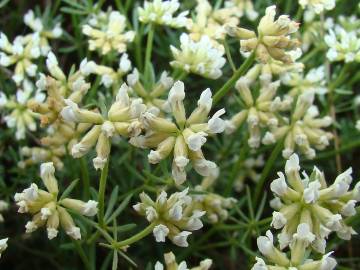 Fotografia da espécie Dorycnium pentaphyllum