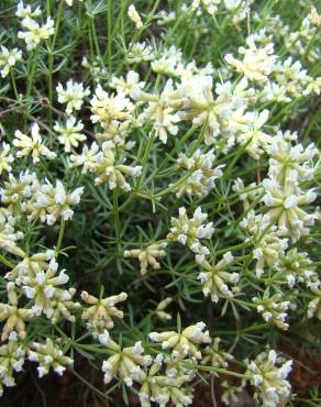 Fotografia 4 da espécie Dorycnium pentaphyllum no Jardim Botânico UTAD