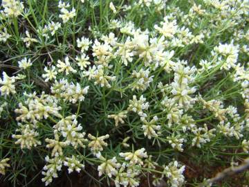 Fotografia da espécie Dorycnium pentaphyllum