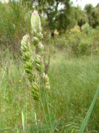 Fotografia da espécie Dactylis glomerata subesp. hispanica