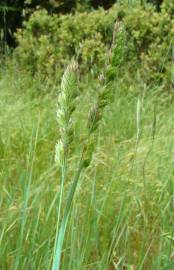 Fotografia da espécie Dactylis glomerata subesp. hispanica