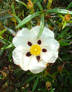 Fotografia 4 da espécie Cistus ladanifer subesp. ladanifer no Jardim Botânico UTAD