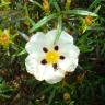 Fotografia 4 da espécie Cistus ladanifer subesp. ladanifer do Jardim Botânico UTAD