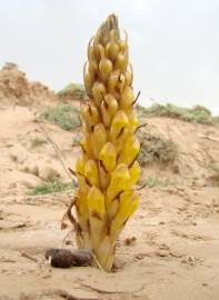 Fotografia da espécie Cistanche phelypaea