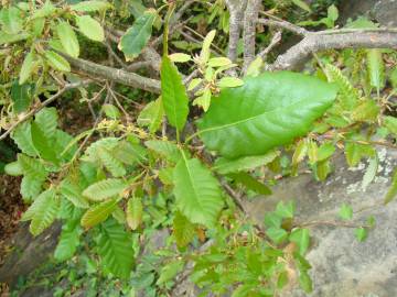 Fotografia da espécie Quercus canariensis