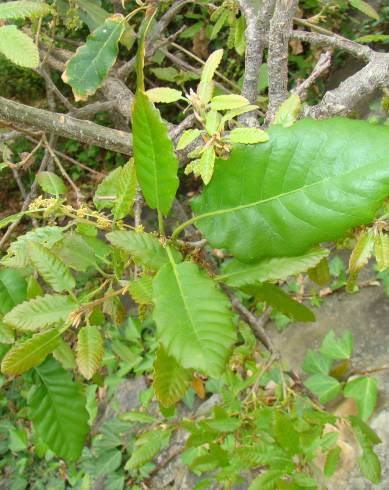 Fotografia de capa Quercus canariensis - do Jardim Botânico