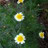 Fotografia 5 da espécie Glebionis coronaria do Jardim Botânico UTAD