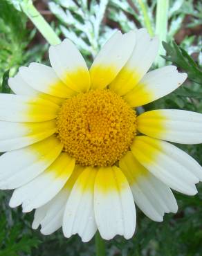 Fotografia 6 da espécie Glebionis coronaria no Jardim Botânico UTAD