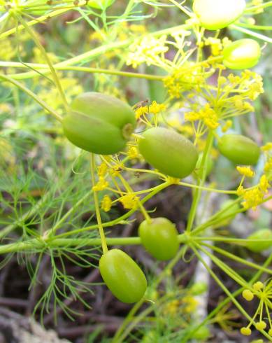 Fotografia de capa Prangos trifida - do Jardim Botânico