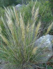 Stipa tenacissima