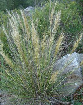 Fotografia 1 da espécie Stipa tenacissima no Jardim Botânico UTAD