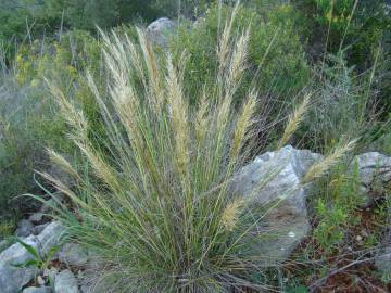 Fotografia da espécie Stipa tenacissima