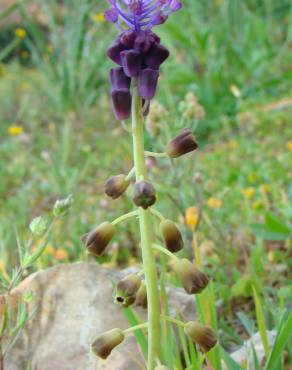 Fotografia 3 da espécie Muscari comosum no Jardim Botânico UTAD