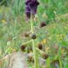 Fotografia 3 da espécie Muscari comosum do Jardim Botânico UTAD