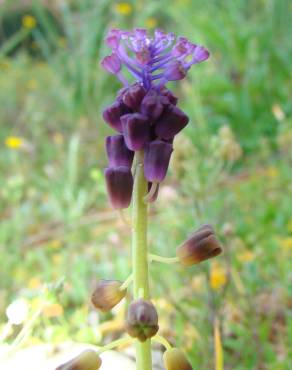 Fotografia 4 da espécie Muscari comosum no Jardim Botânico UTAD