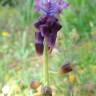 Fotografia 4 da espécie Muscari comosum do Jardim Botânico UTAD