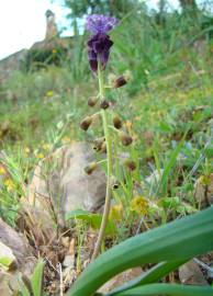 Fotografia da espécie Muscari comosum