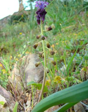 Fotografia 5 da espécie Muscari comosum no Jardim Botânico UTAD