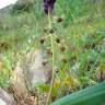 Fotografia 5 da espécie Muscari comosum do Jardim Botânico UTAD