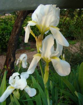 Fotografia 2 da espécie Iris albicans no Jardim Botânico UTAD