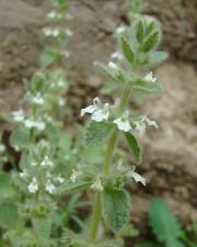 Fotografia da espécie Sideritis romana