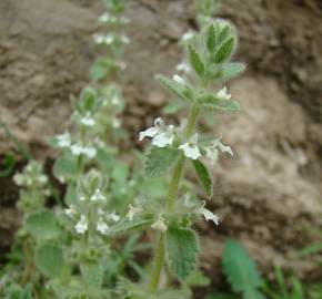 Fotografia da espécie Sideritis romana