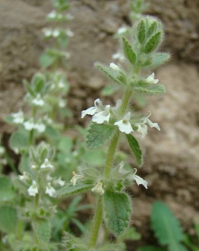 Fotografia de capa Sideritis romana - do Jardim Botânico