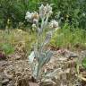 Fotografia 3 da espécie Cynoglossum cheirifolium do Jardim Botânico UTAD