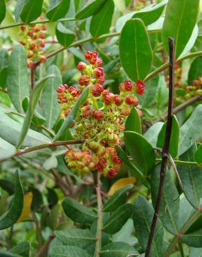 Fotografia 5 da espécie Pistacia lentiscus no Jardim Botânico UTAD