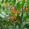 Fotografia 5 da espécie Pistacia lentiscus do Jardim Botânico UTAD