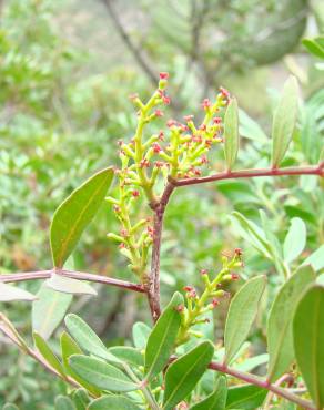 Fotografia 6 da espécie Pistacia lentiscus no Jardim Botânico UTAD