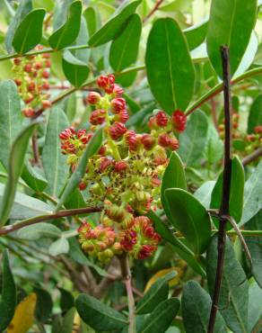 Fotografia 7 da espécie Pistacia lentiscus no Jardim Botânico UTAD