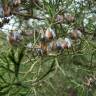 Fotografia 1 da espécie Tetraclinis articulata do Jardim Botânico UTAD