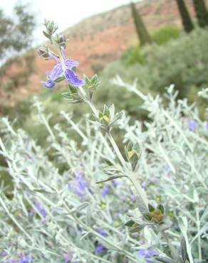 Fotografia 4 da espécie Teucrium fruticans no Jardim Botânico UTAD