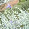 Fotografia 4 da espécie Teucrium fruticans do Jardim Botânico UTAD