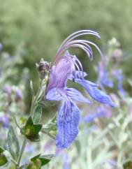 Teucrium fruticans