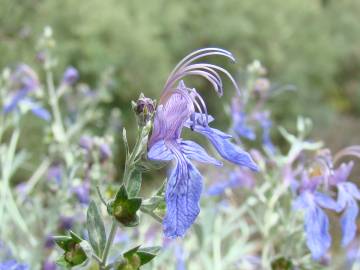 Fotografia da espécie Teucrium fruticans